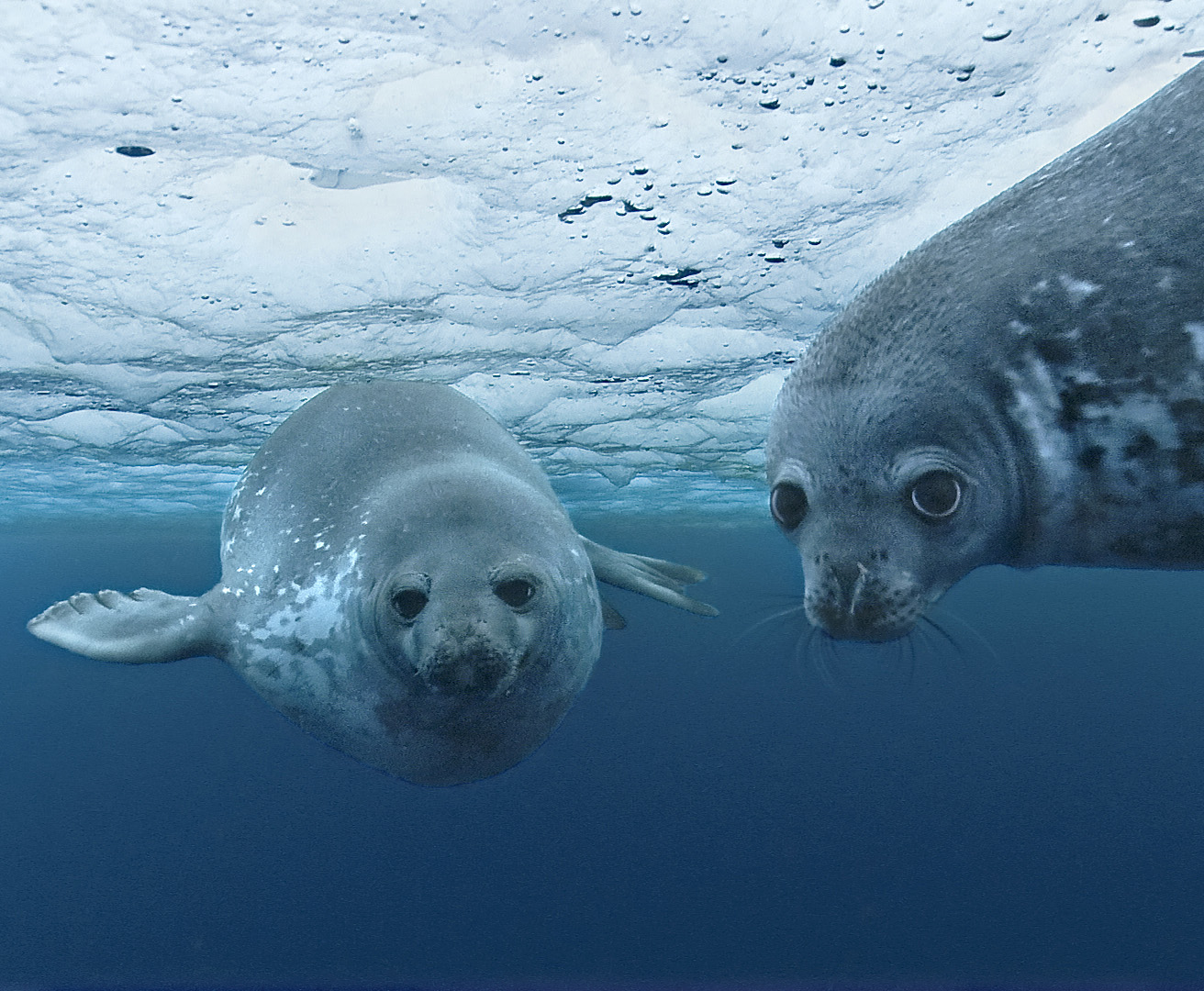 OCÉANS
