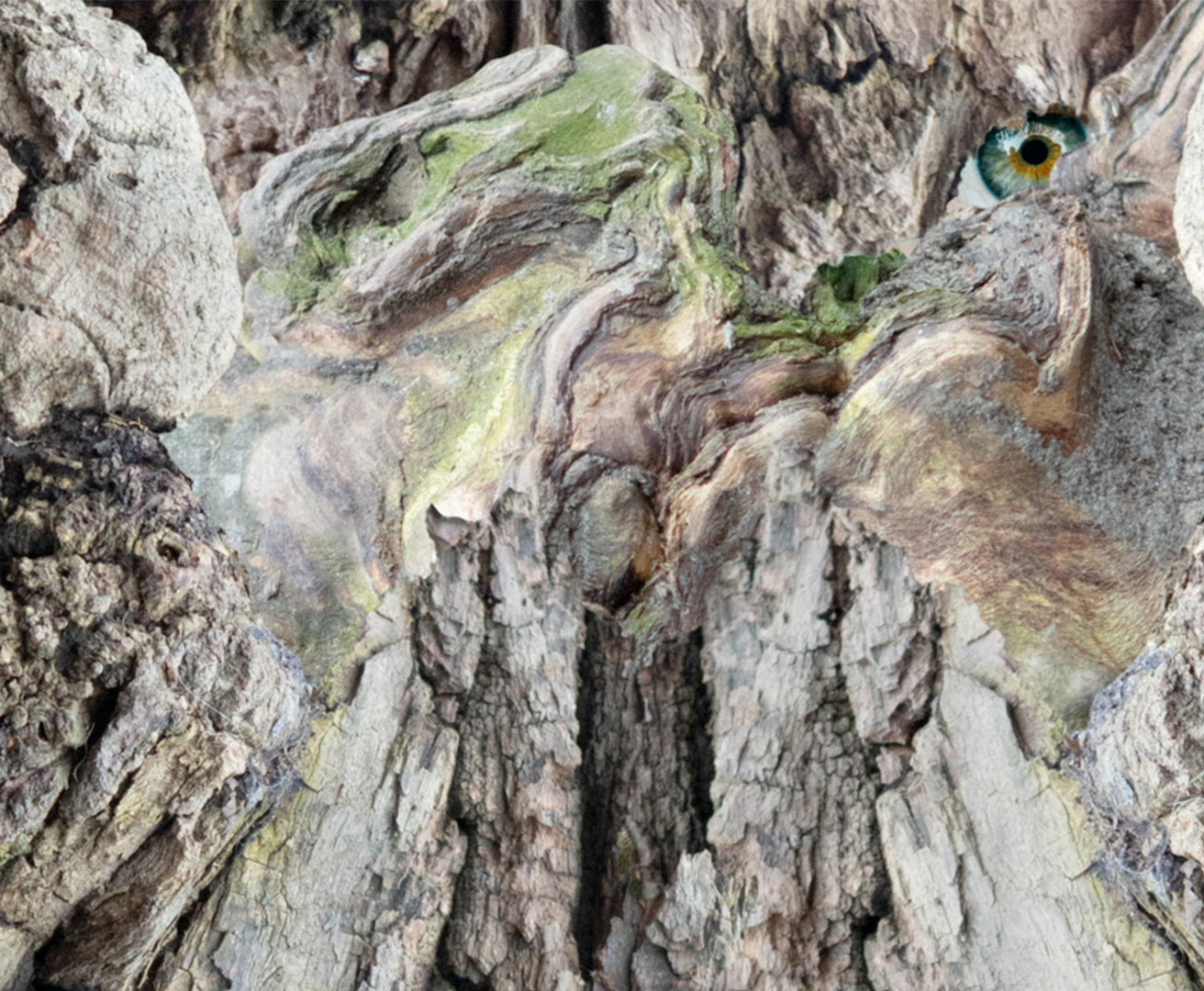 THE GREAT TREE PIECE